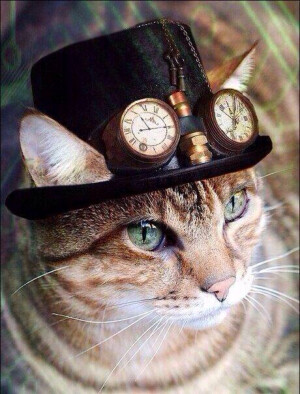 猫