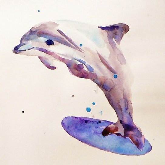 海豚