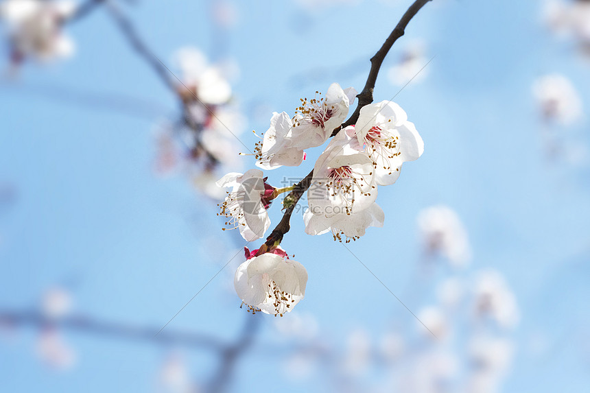 花花草草