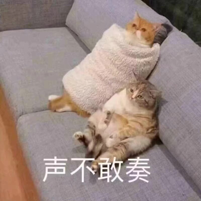 猫表情包