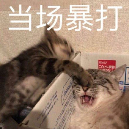 猫表情包