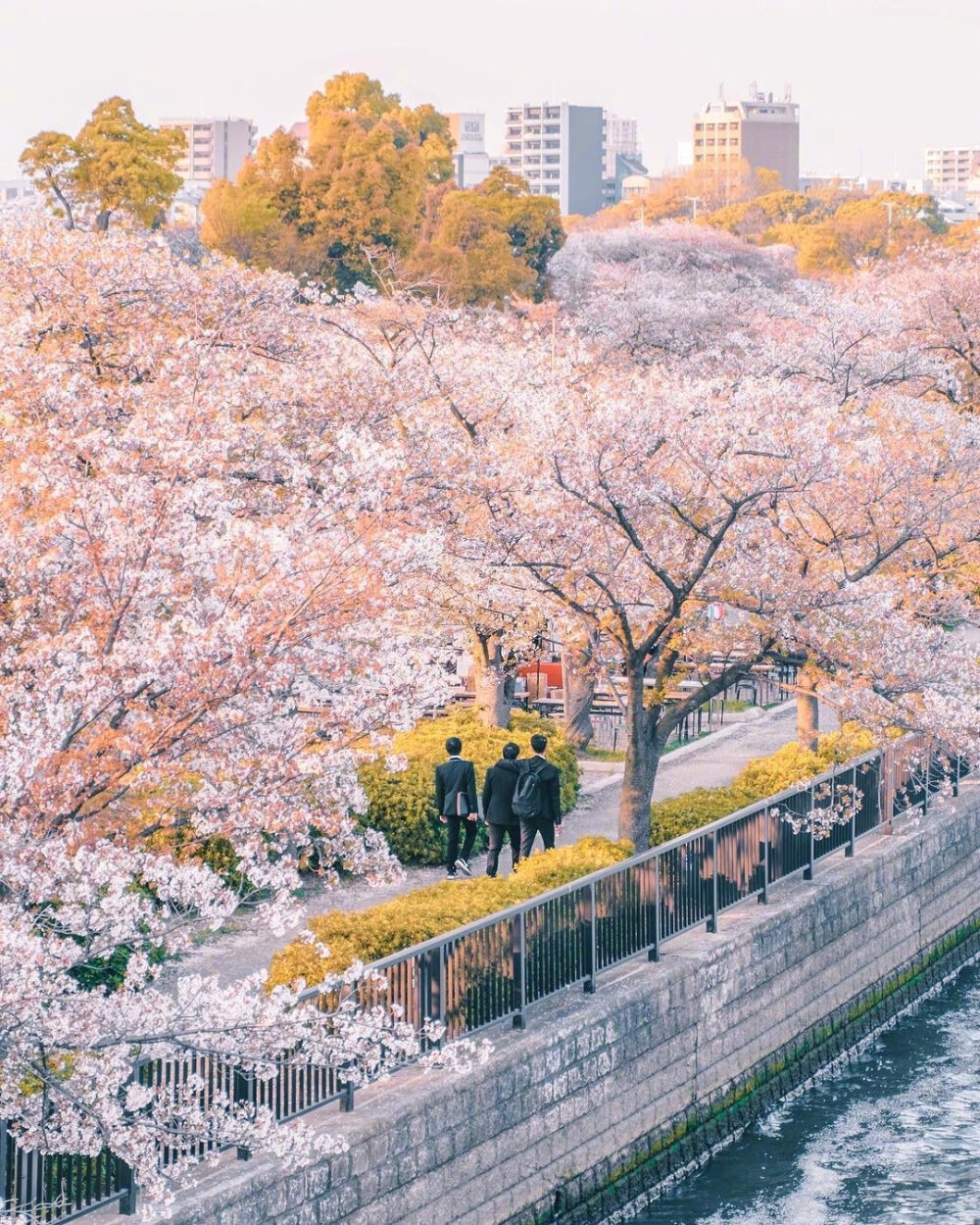 日本春日气息