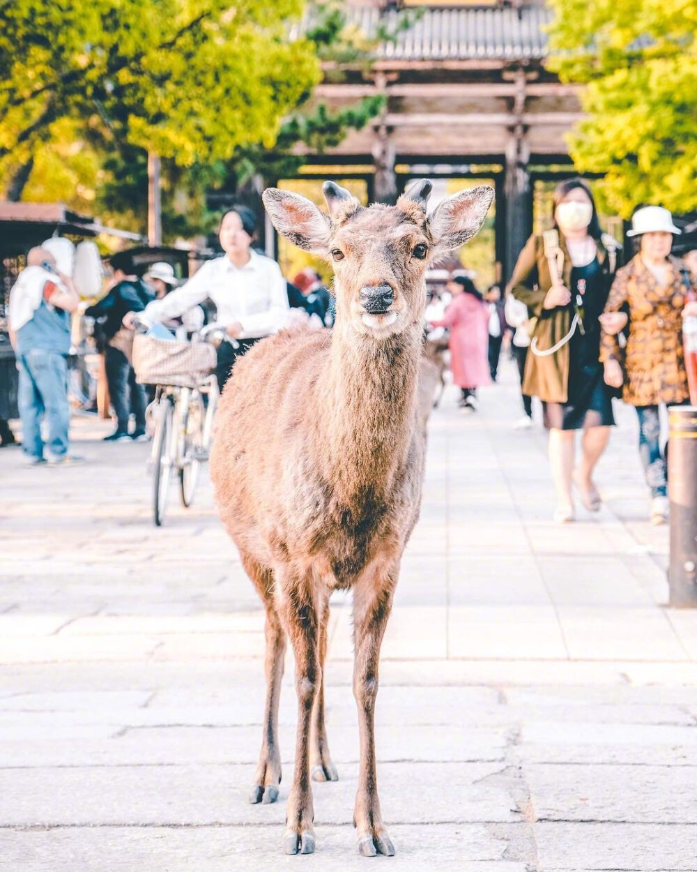 日本春日气息