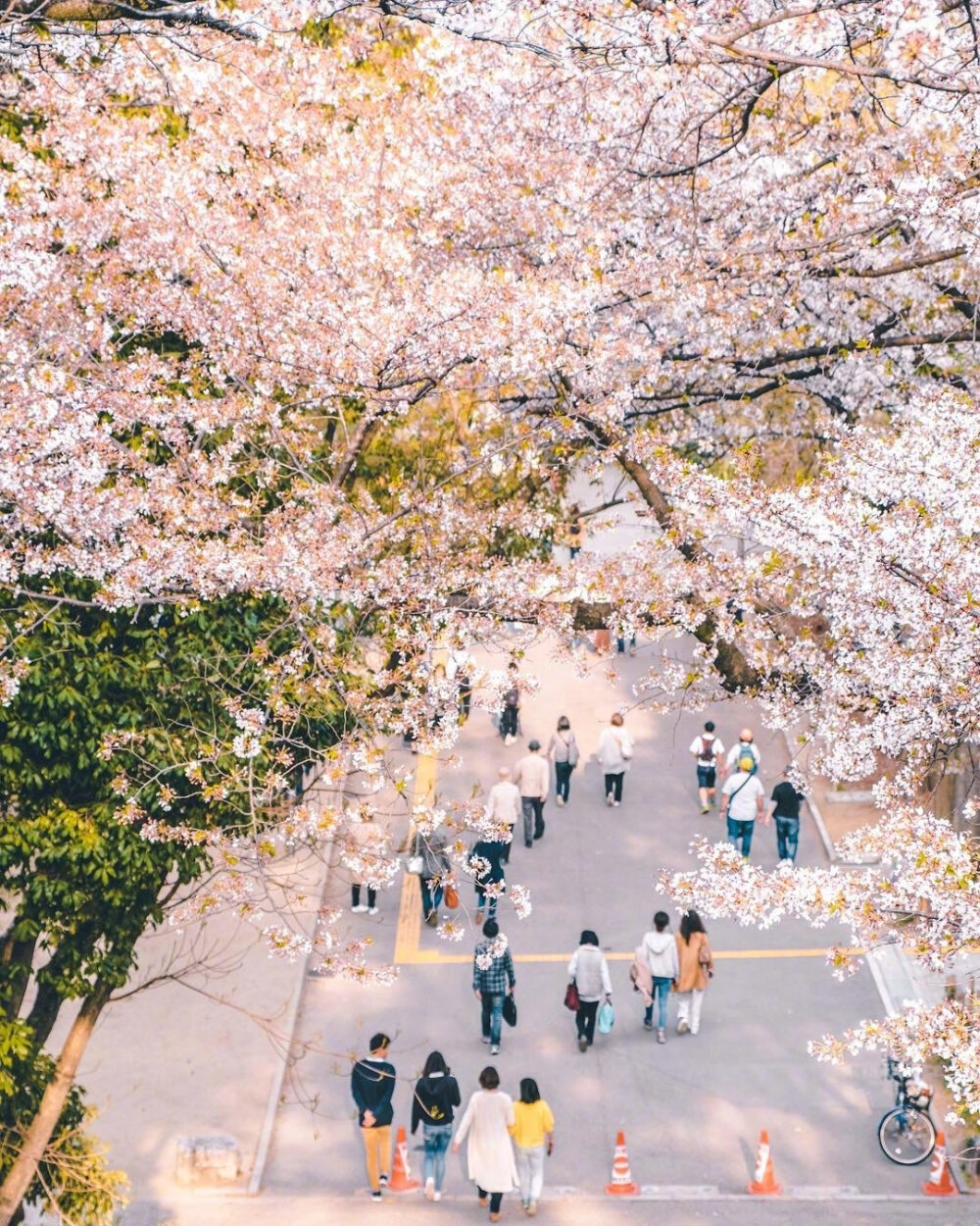 日本春日气息