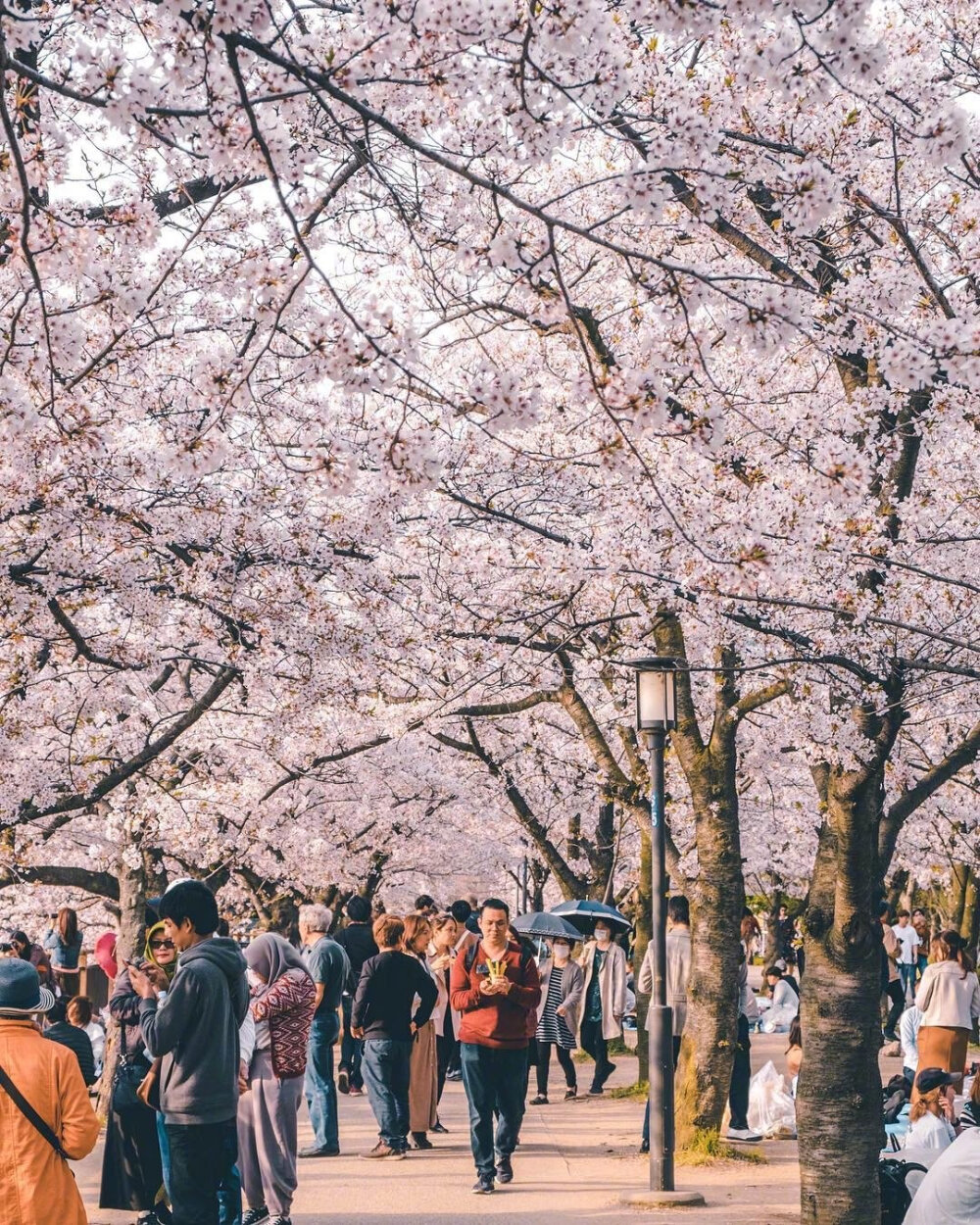 日本春日气息