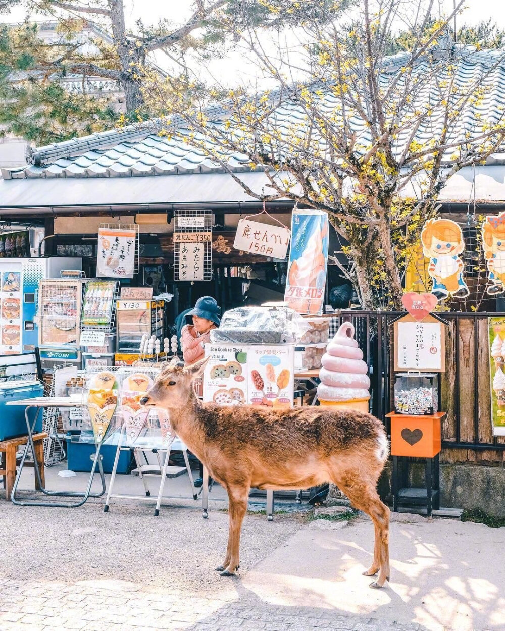 日本春日气息