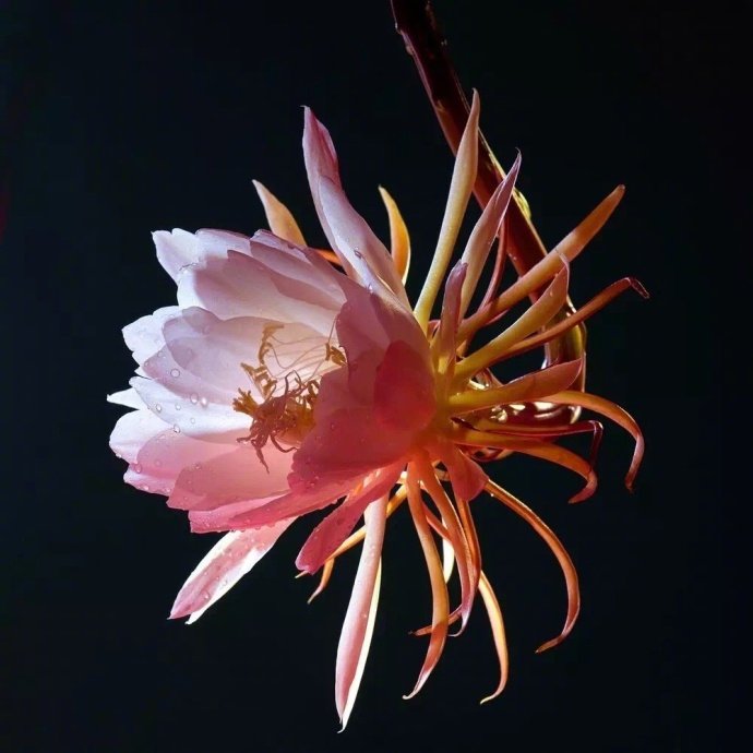 轻纱掀起看娇容，阵阵幽香自院中。夜静群芳皆睡去，昙花一现醉诗翁。晚安