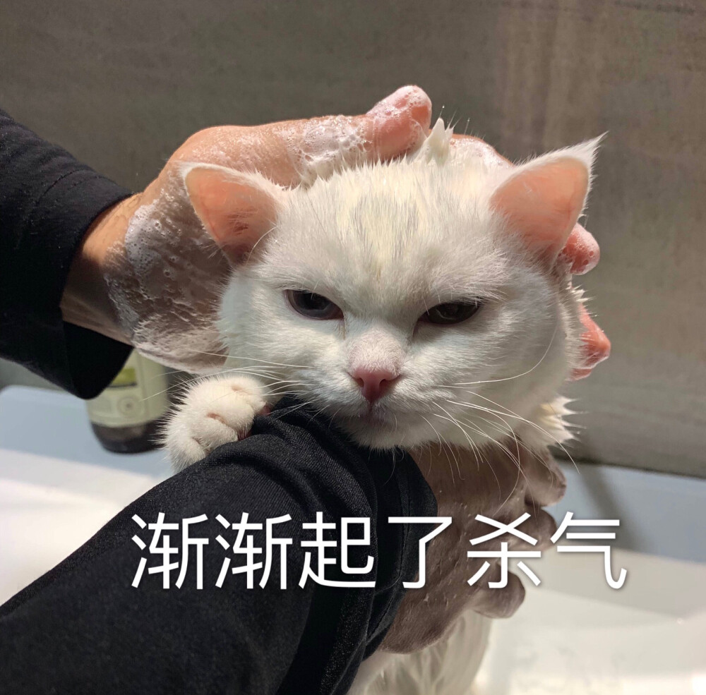 渐渐起了杀气 阿强 猫表情包