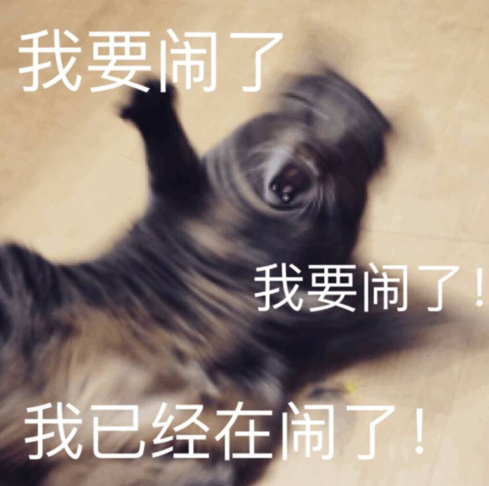 我要闹了 猫表情包