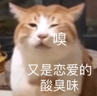 恋爱的酸臭味 猫表情包