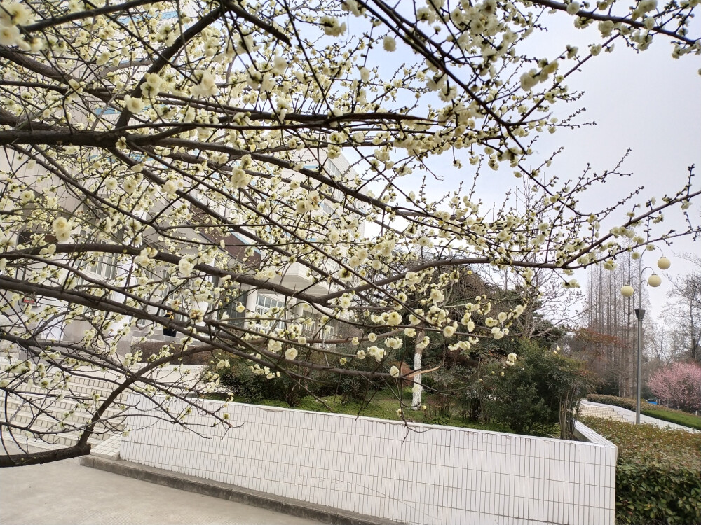 同学给的银耳粥 学校的花 教职工去的猫