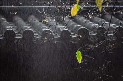 檐头雨醉