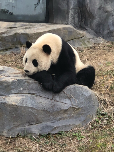 分享一只南京红山动物园的自闭胖达