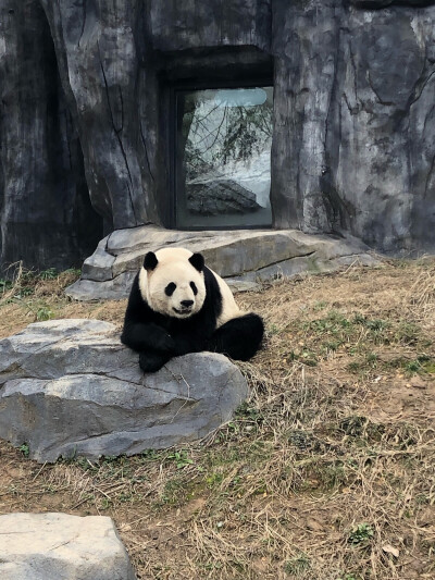 分享一只南京红山动物园的自闭胖达