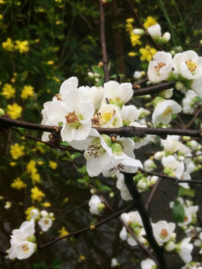 花开了