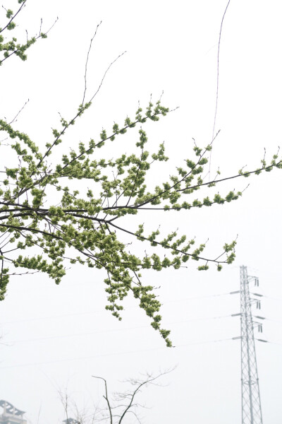 花 春天 散步 公园