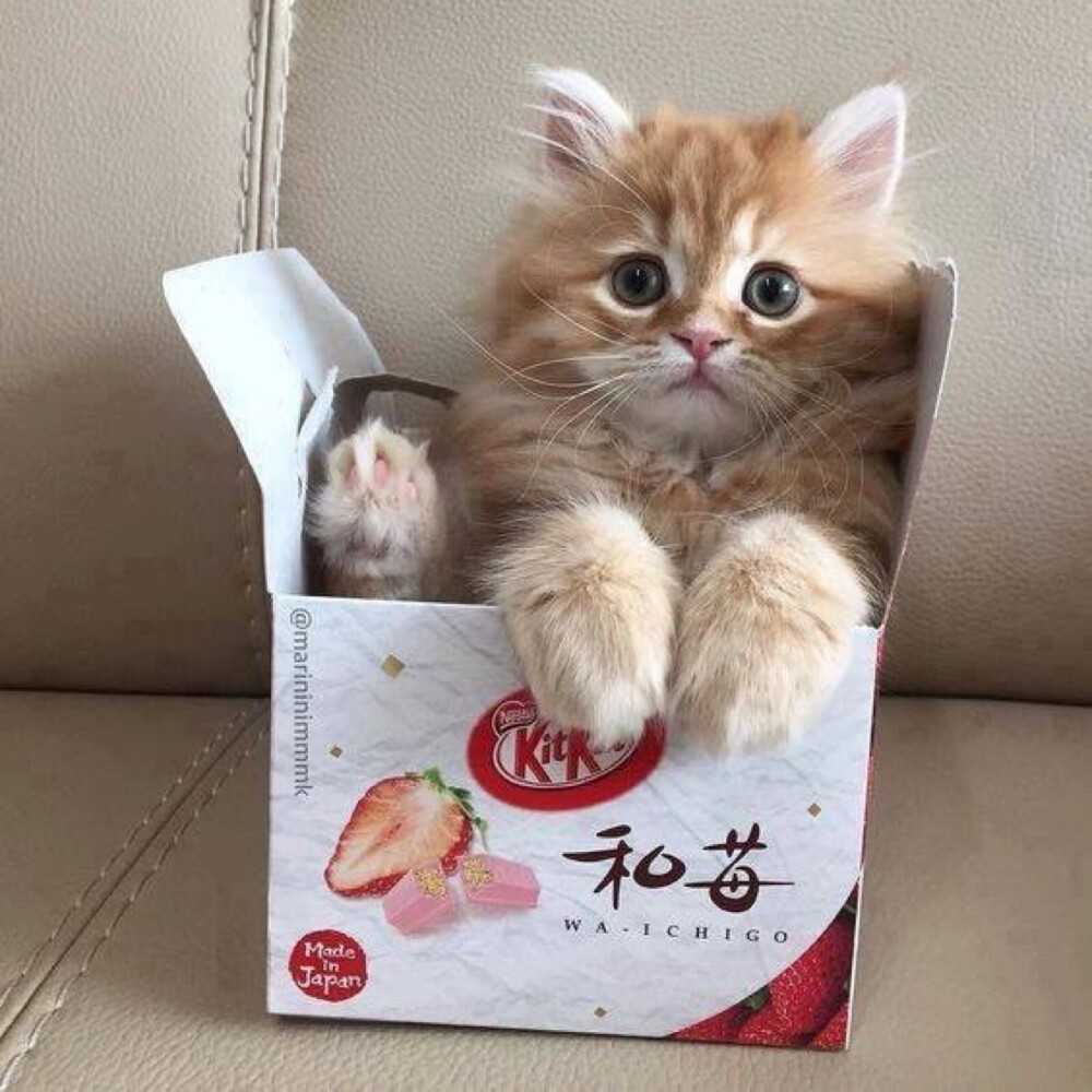 
猫咪 头像