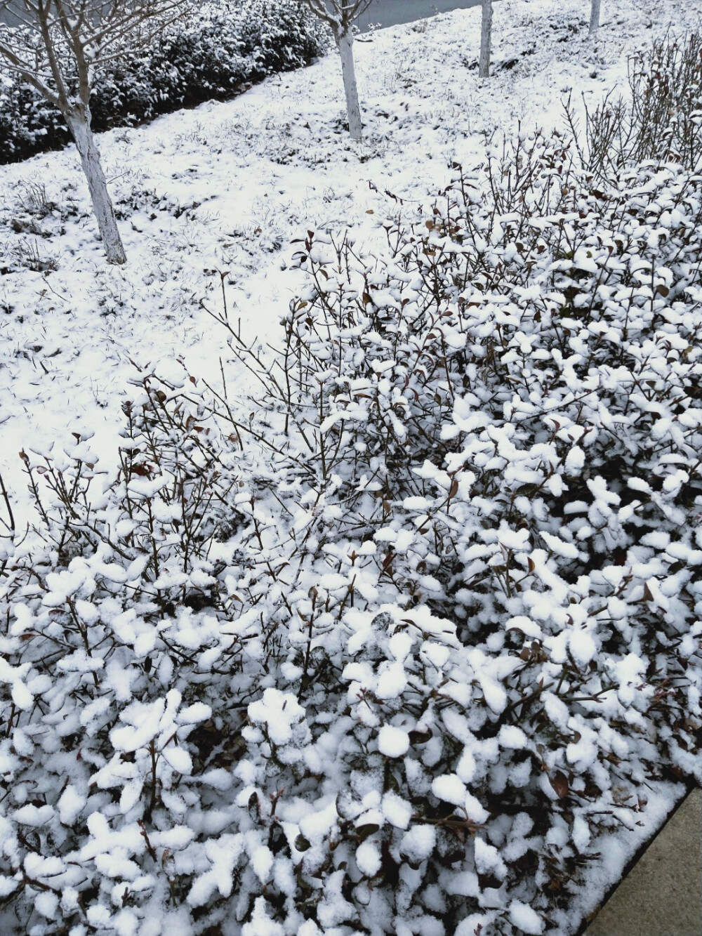 春雪