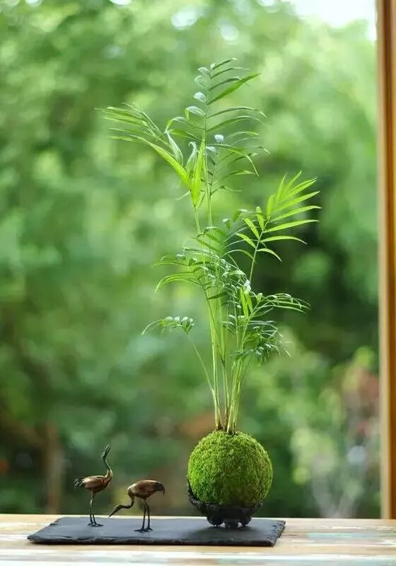 苔玉