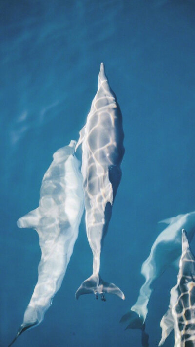 壁纸‖对这种深邃蔚蓝的壁纸真的是毫无抵抗力，妈呀我的最爱