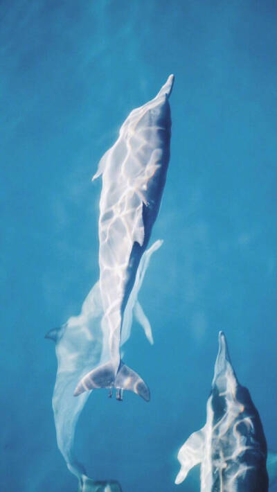 壁纸‖对这种深邃蔚蓝的壁纸真的是毫无抵抗力，妈呀我的最爱