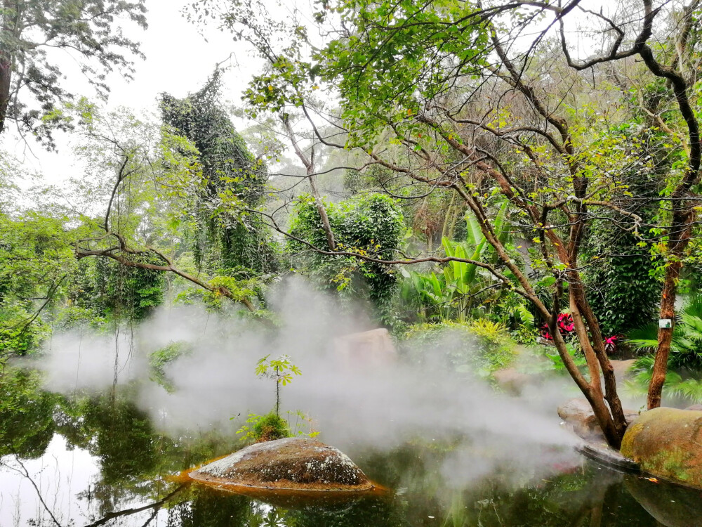 热带雨林