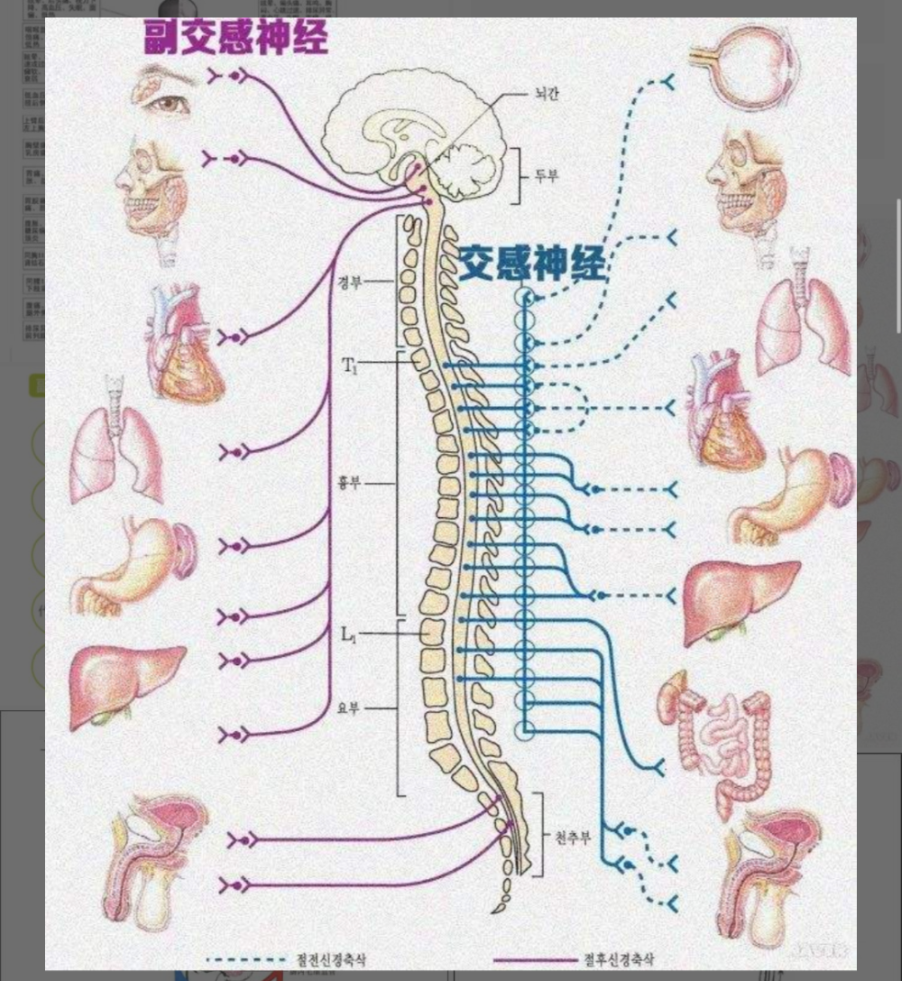 交感神经与副交感神经