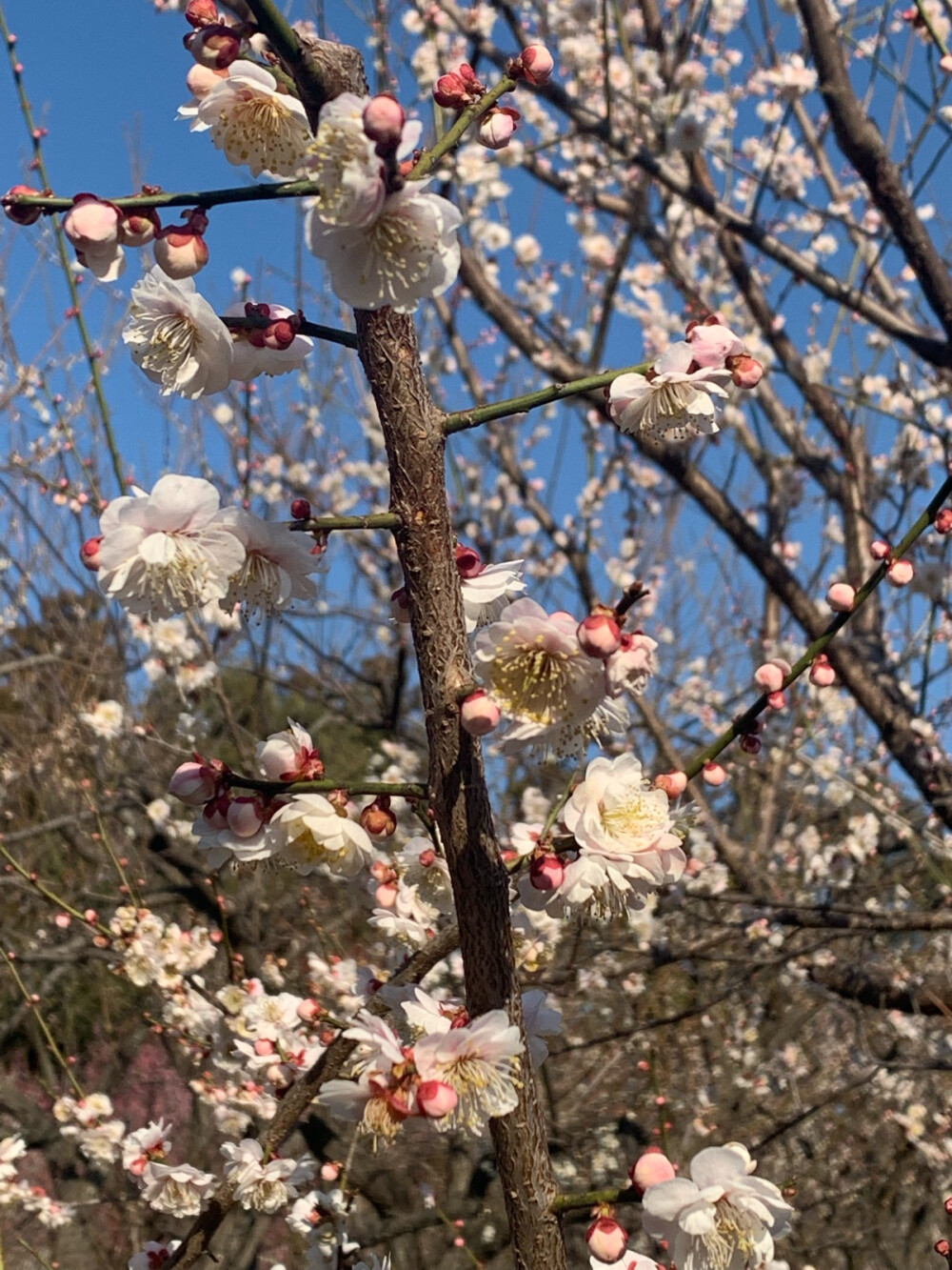 梅花