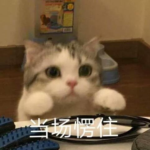 当场愣住，喵喵喵 表情包