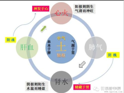 卫属阳而营用阴，阳主外而阴主内，故从所处位置而言，有“营行脉中，卫行脉外”之说，这虽不是绝对的，还是可以说明营和卫在内、外概念上的不同。从作用方面讲，“卫” 有捍卫於外的“保卫“”用；“营”有充盈于内…