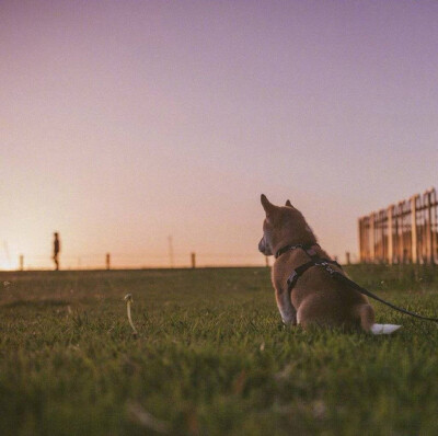 小柴犬