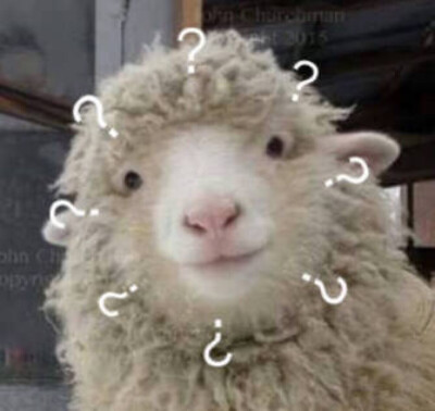 疑问绵羊羊