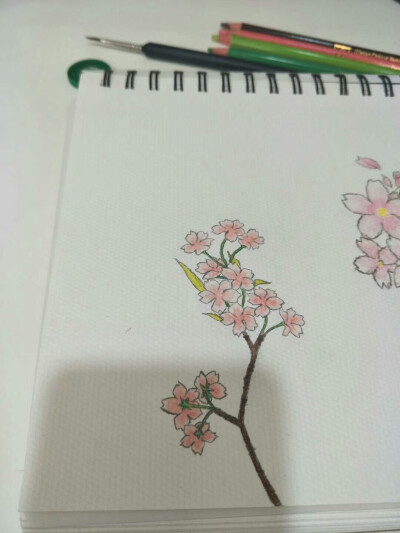 樱花，彩铅画，简单