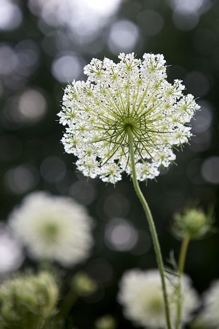 野胡萝卜花