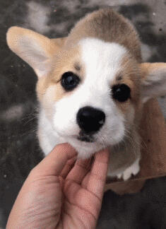 狗狗和猫咪