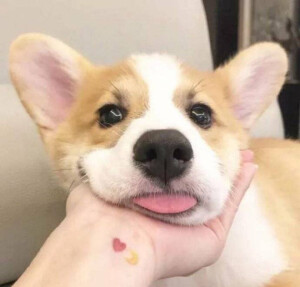 狗狗和猫咪