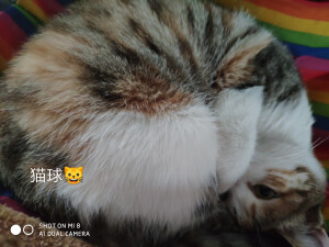 狗狗和猫咪