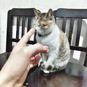 狗狗和猫咪