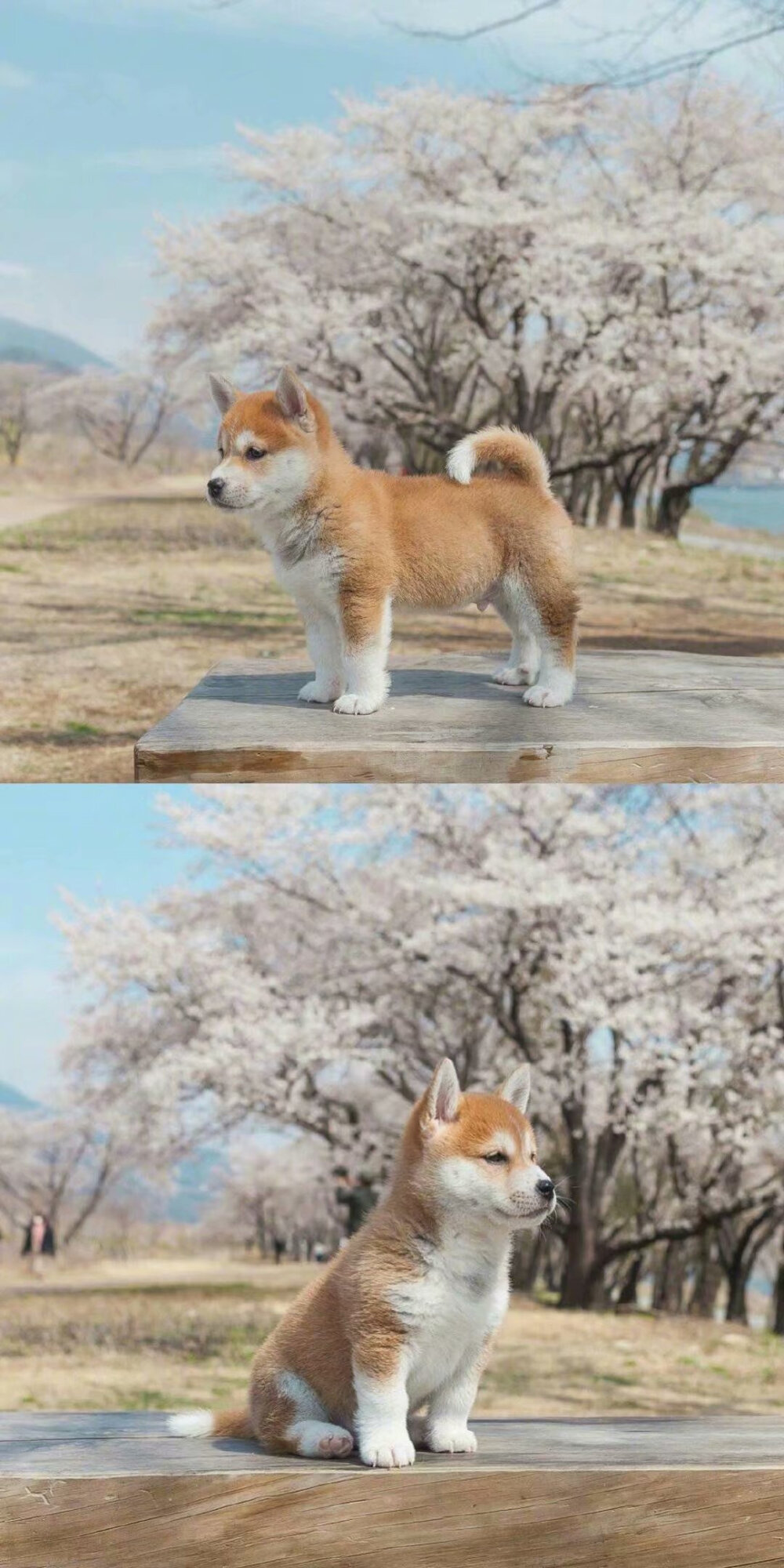 小柴犬안녕的春日写真集，萌化！
ins.hello_shiba ​​​