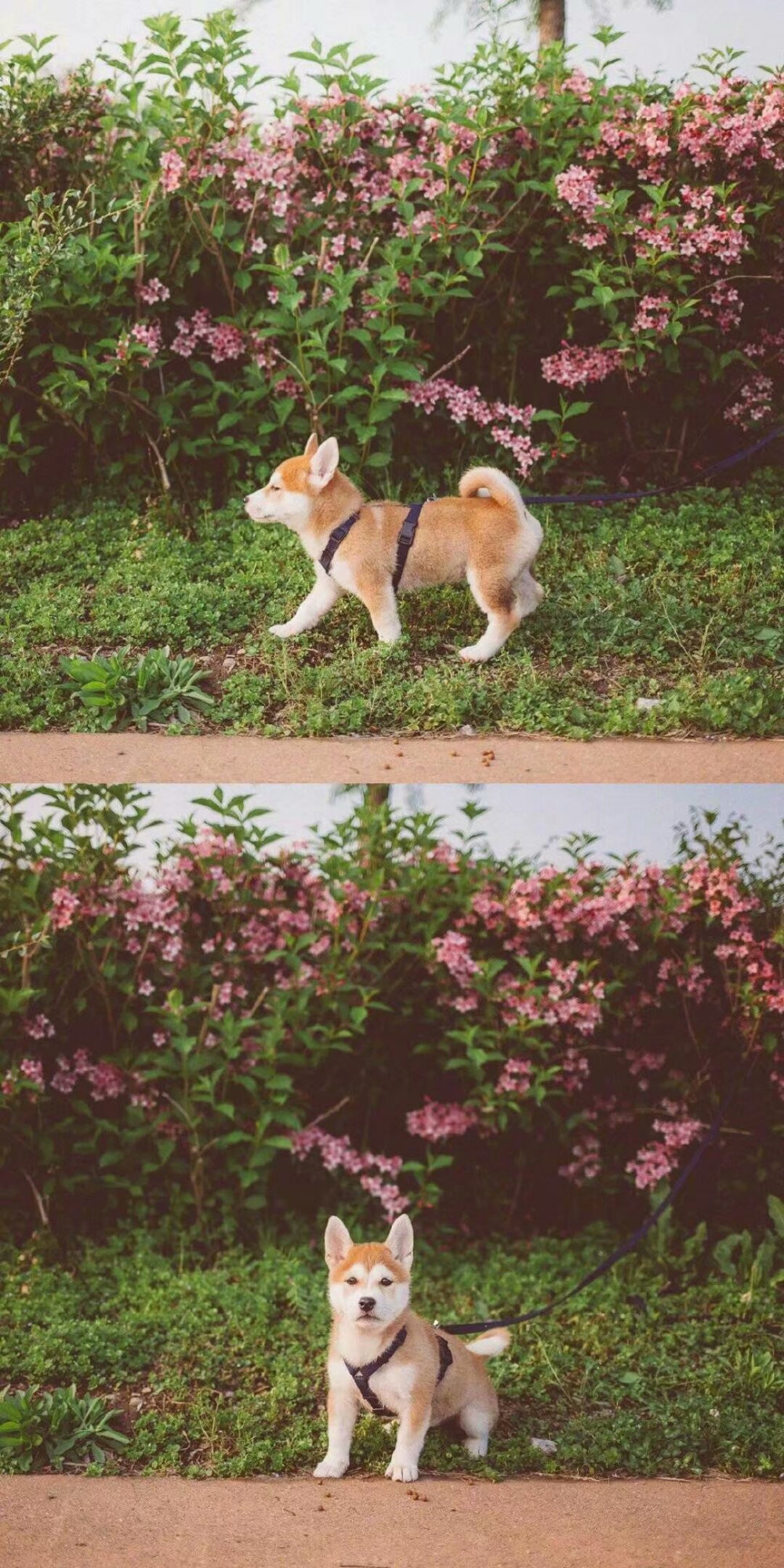 小柴犬안녕的春日写真集，萌化！
ins.hello_shiba ​​​