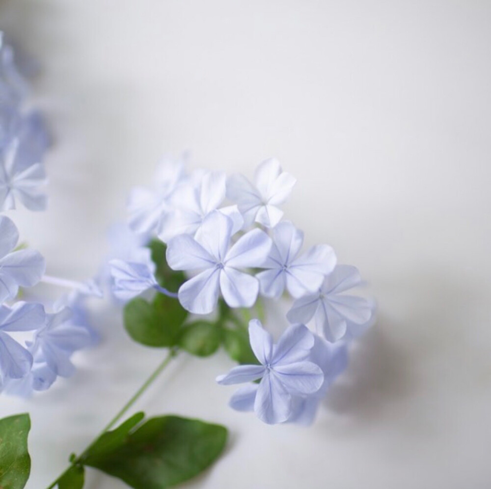 勿忘草和蓝雪花