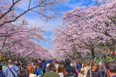 日本上野公园的樱花美景