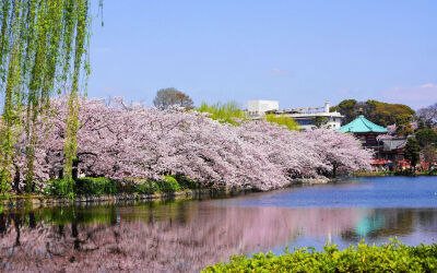 日本上野公园的樱花美景