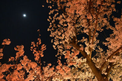 日本上野公园的樱花美景