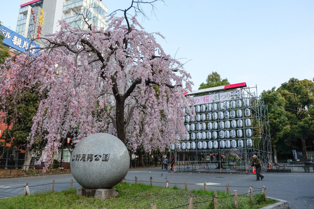 日本上野公园的樱花美景