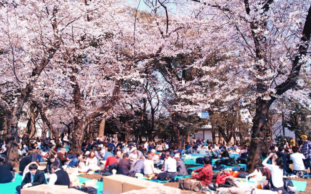 日本上野公园的樱花美景