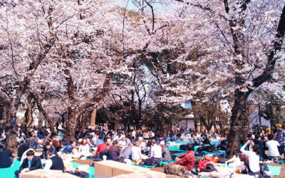 日本上野公园的樱花美景