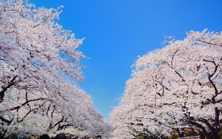 日本上野公园的樱花美景