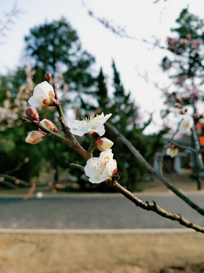 梅花