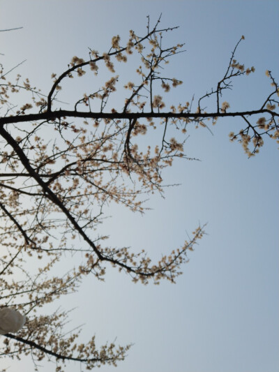 阳光明媚，有花香和你。